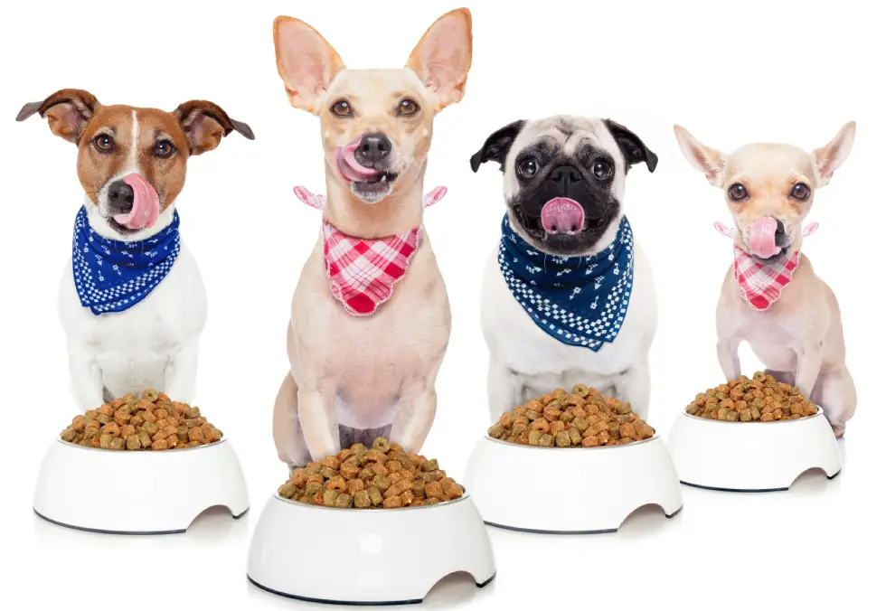 Home - Pet Store Demo Divi pet shop hero section