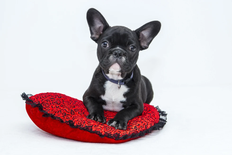 Home - Pet Store Demo Divi pet store faqs